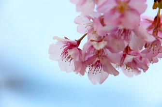 【進路情報】今春、516名が卒業。国公立大157名、私大1,043名が合格！